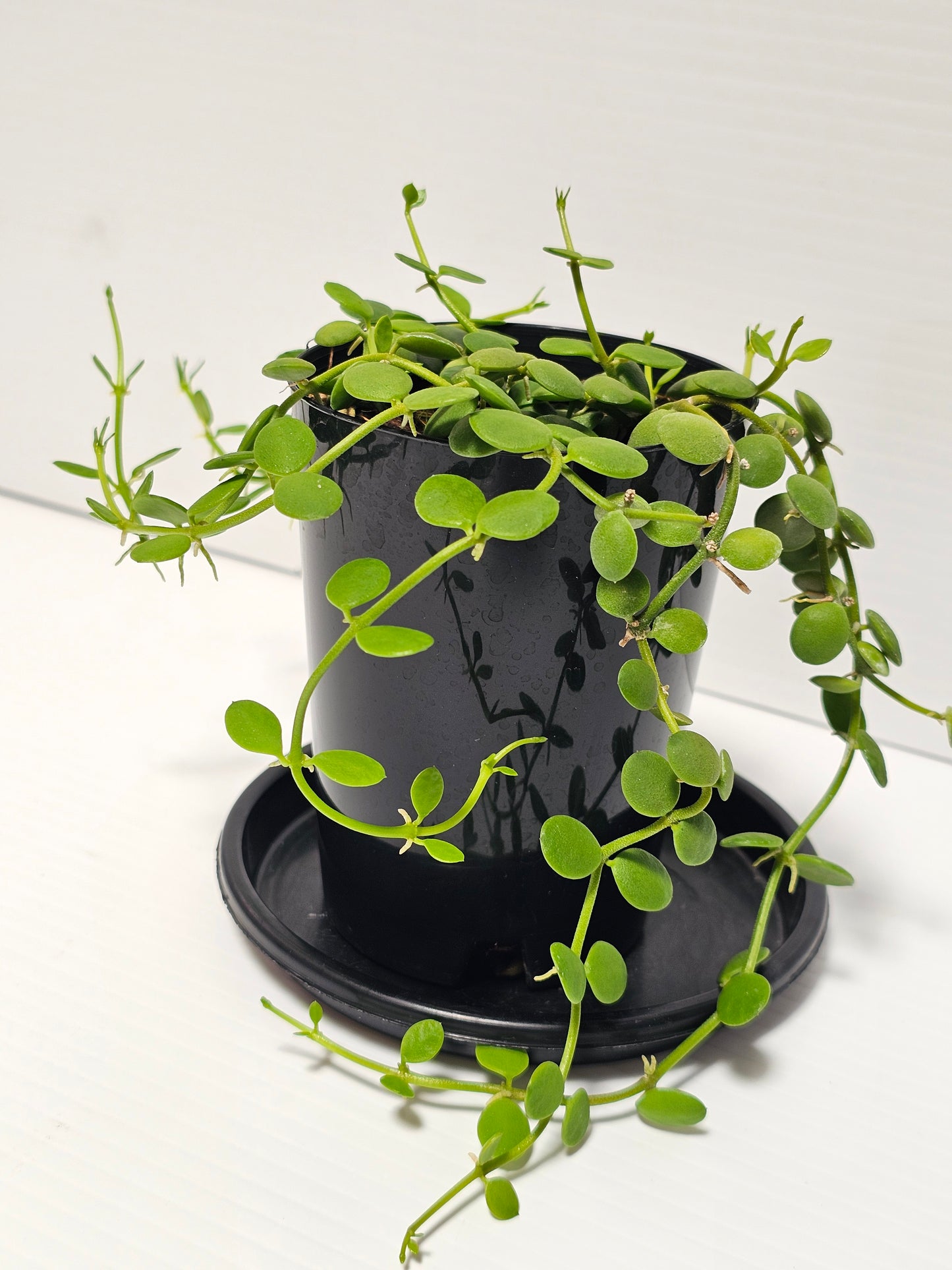 Dischidia nummularia 'Thick Leaf'