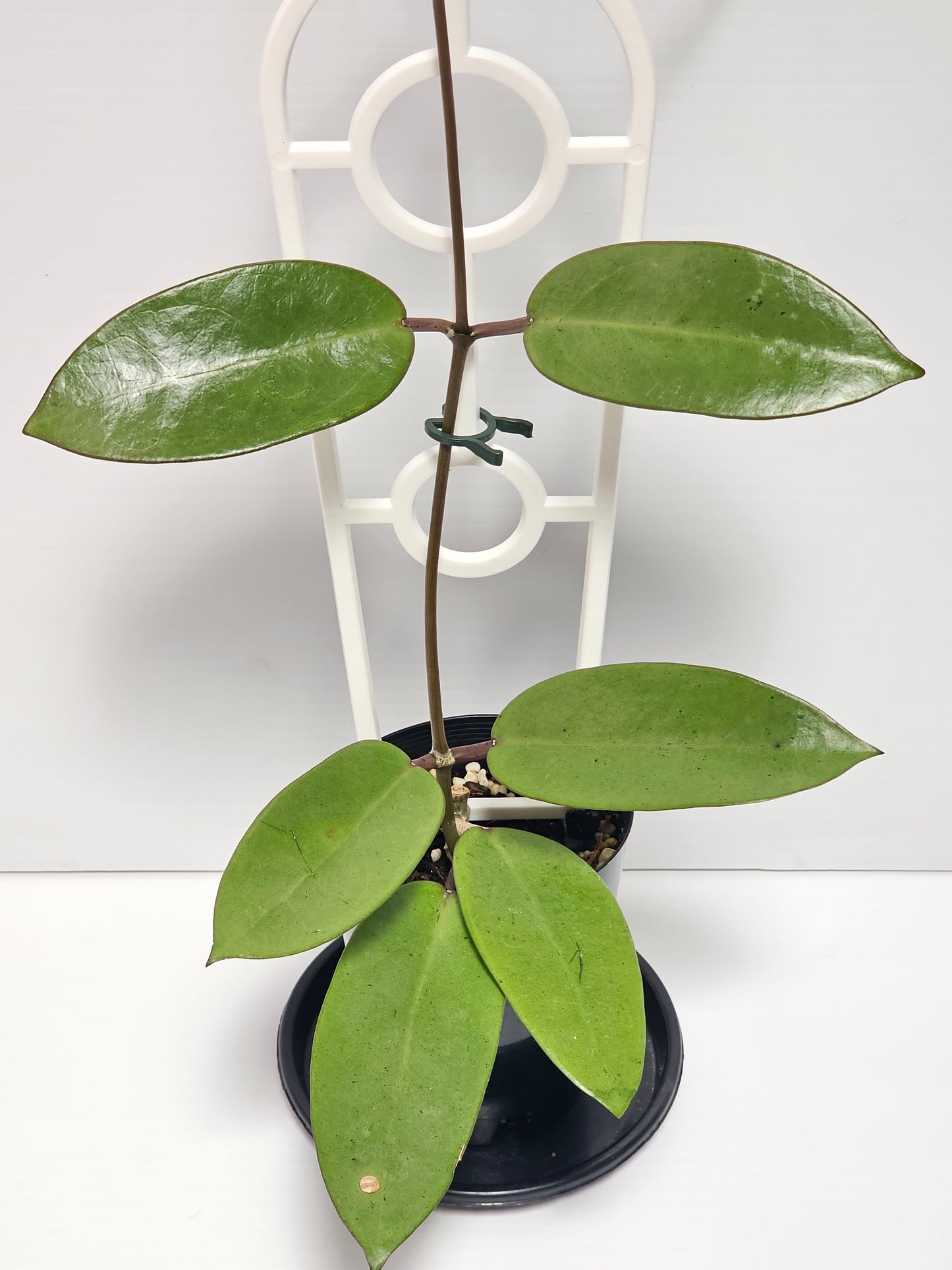 Hoya 'Silver Dollar'