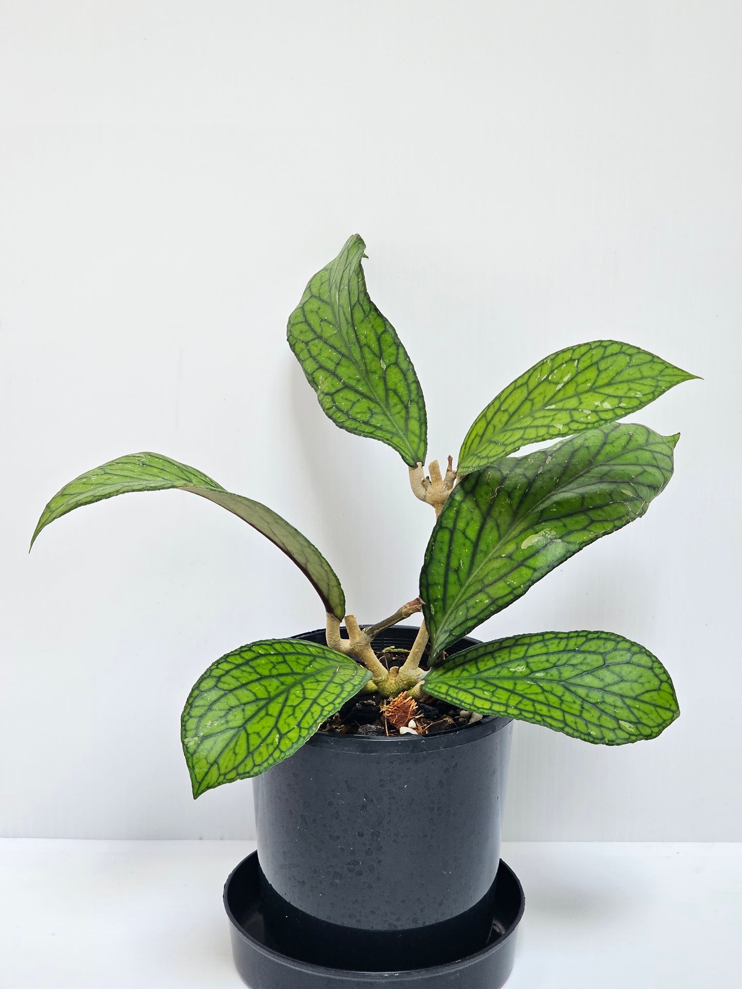 Hoya sp. Tanggamus