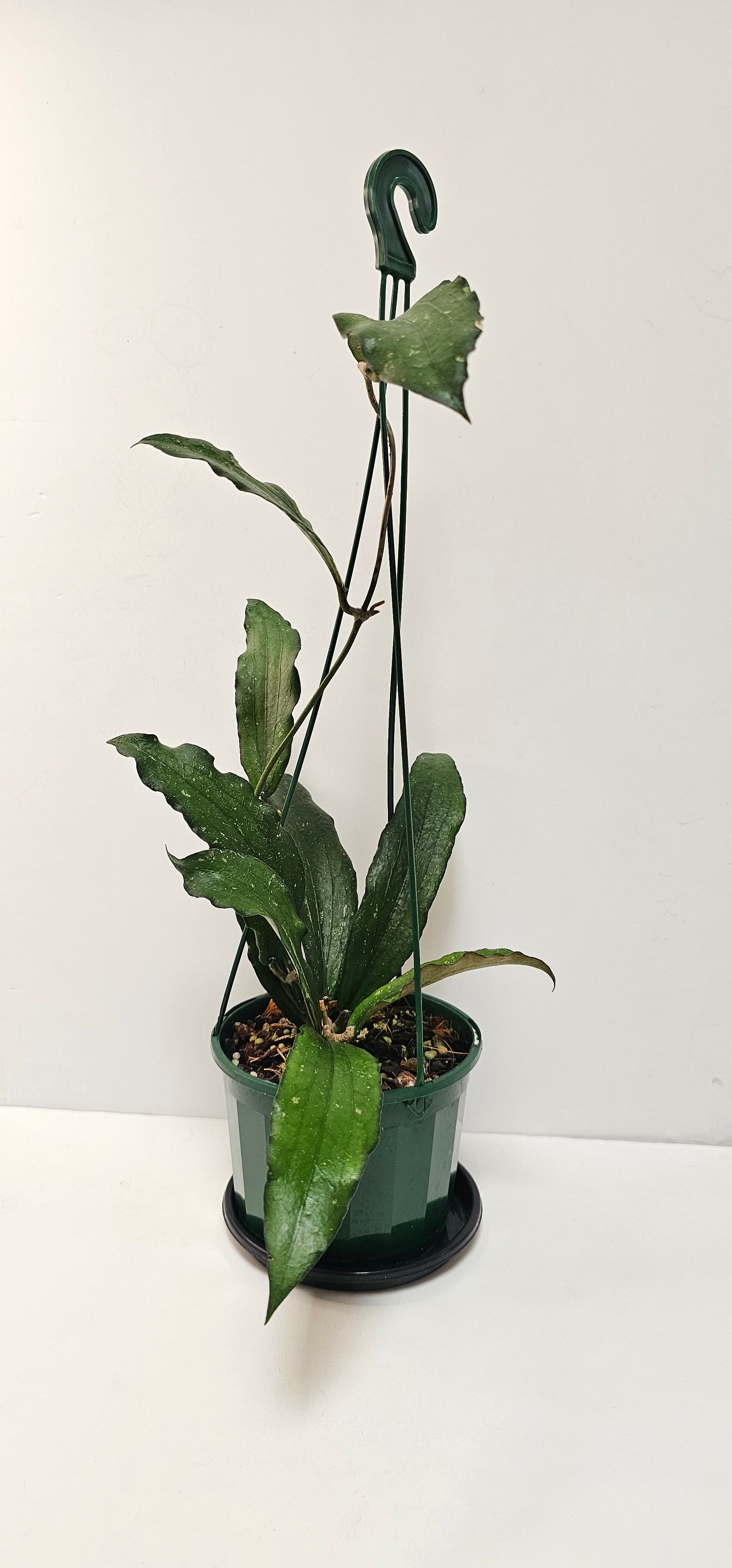 Hoya erythrina