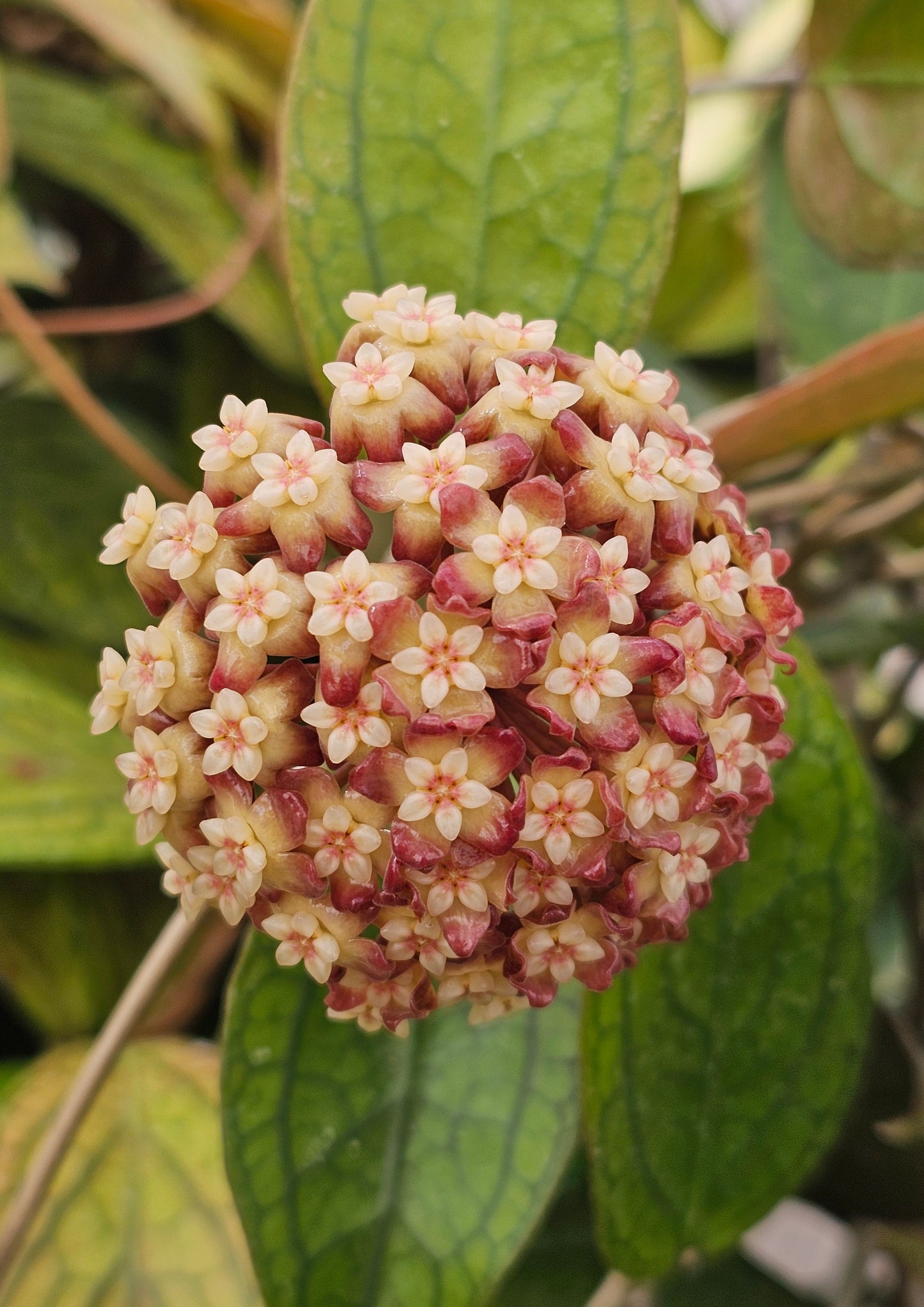 Custom Order for HQ (P1)