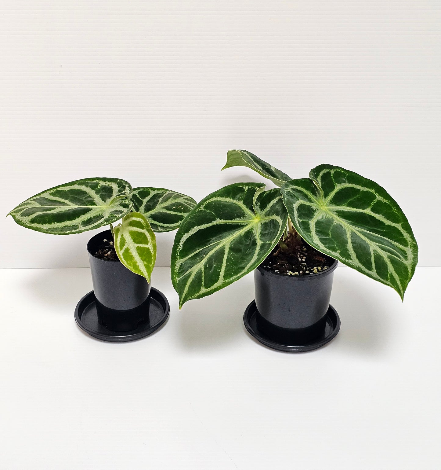 Anthurium doroyaki - Pure
