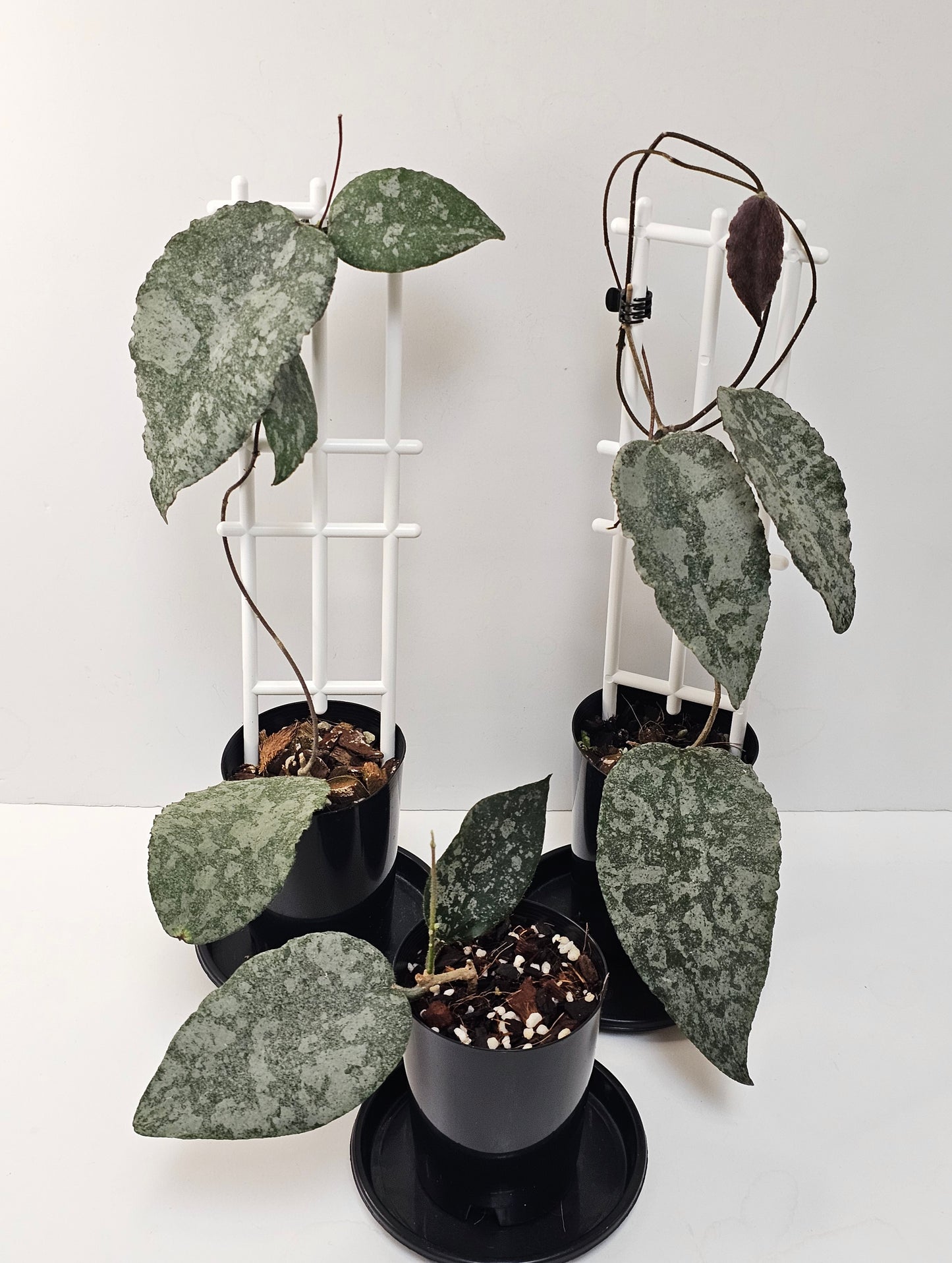 Hoya caudata 'Silver' (Rare)