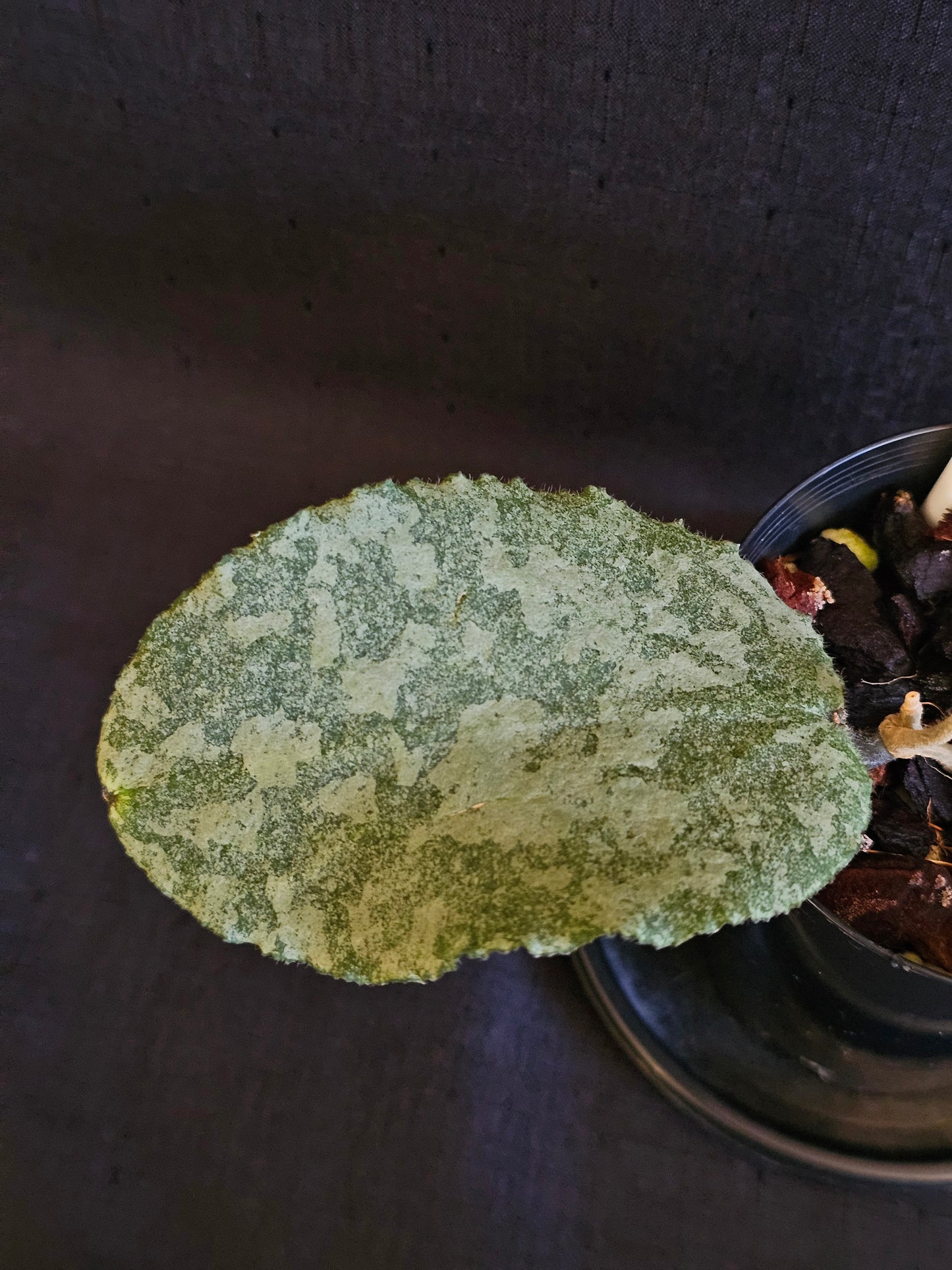 Hoya caudata 'Silver' (Rare)
