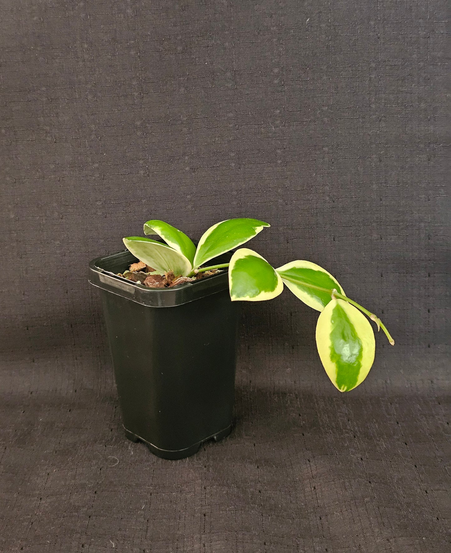 Hoya incurvula Albomarginata (Rare)
