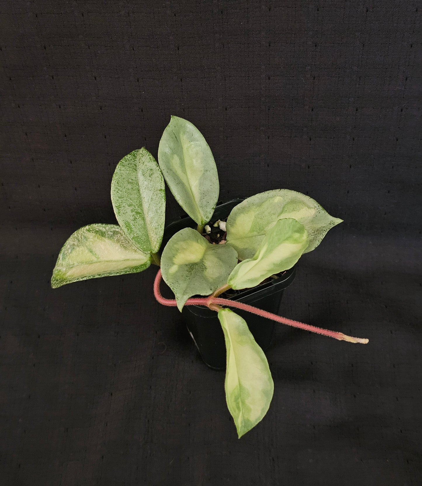 Hoya carnosa 'Argentea Princess'