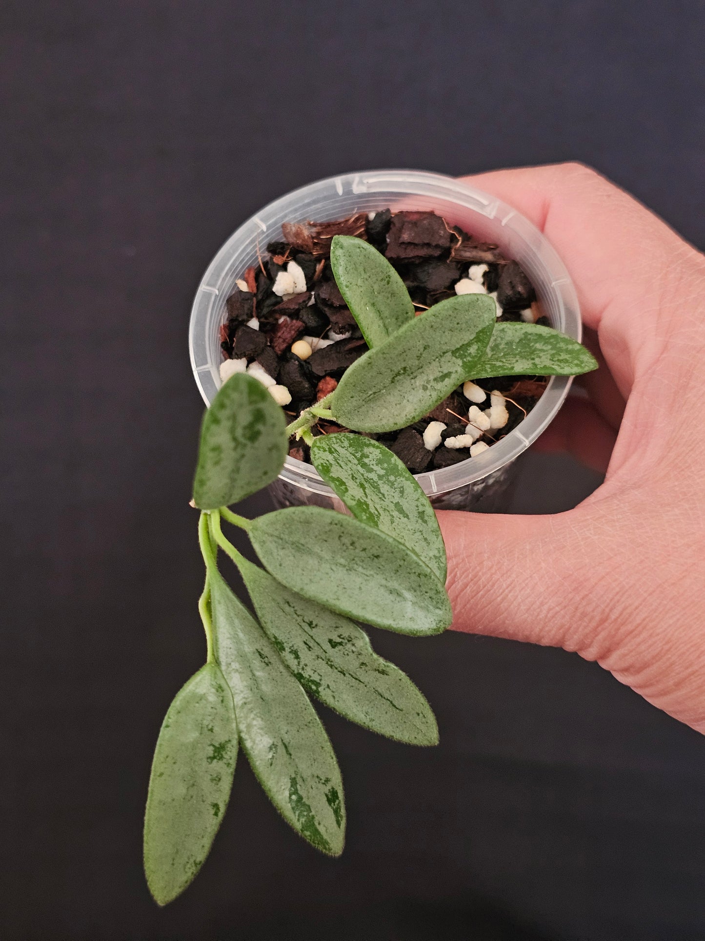 Hoya lima 'Silver' (Rare)