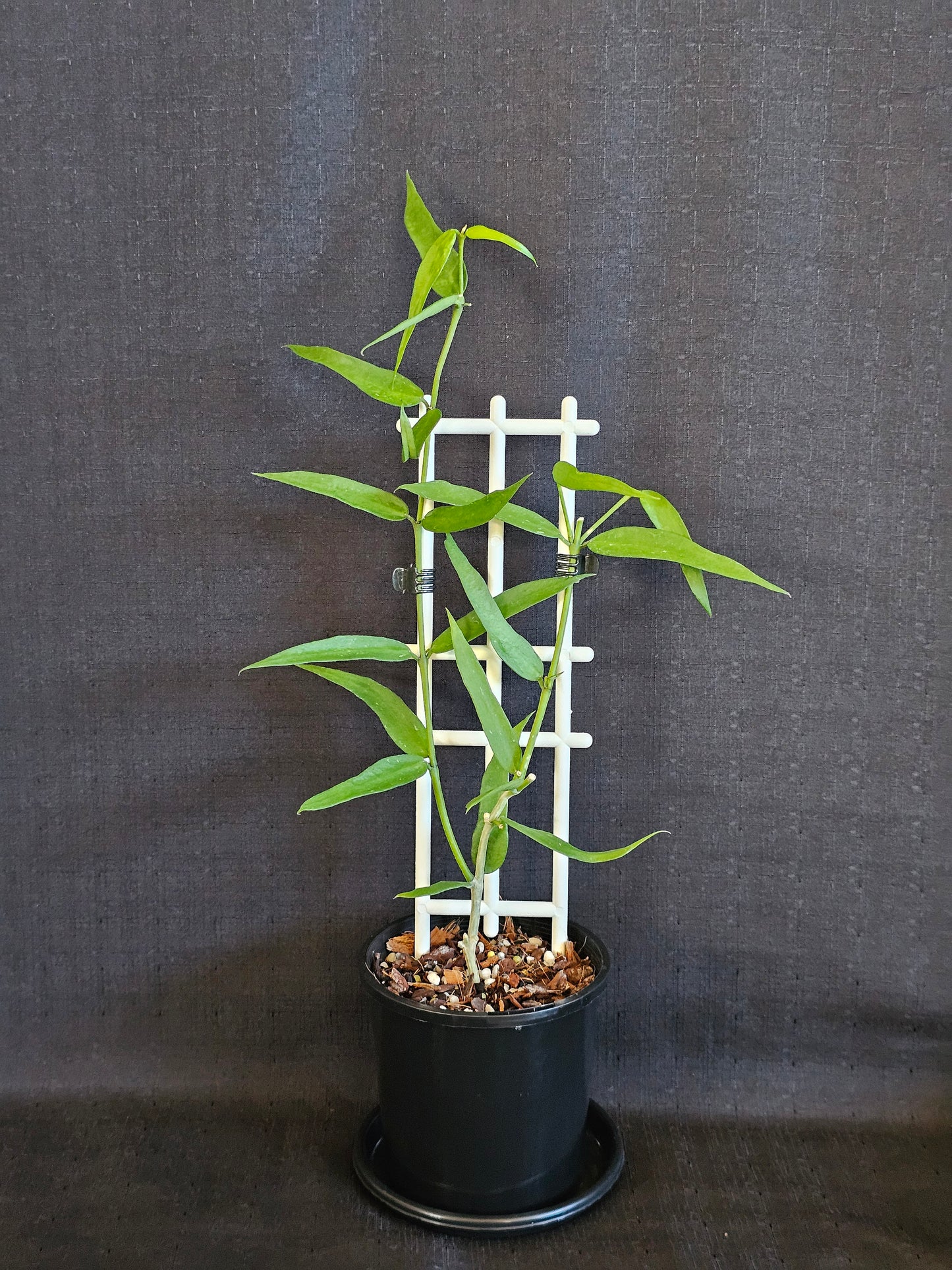 Hoya lanceolata subsp. Bella (Syn. Burmanica)