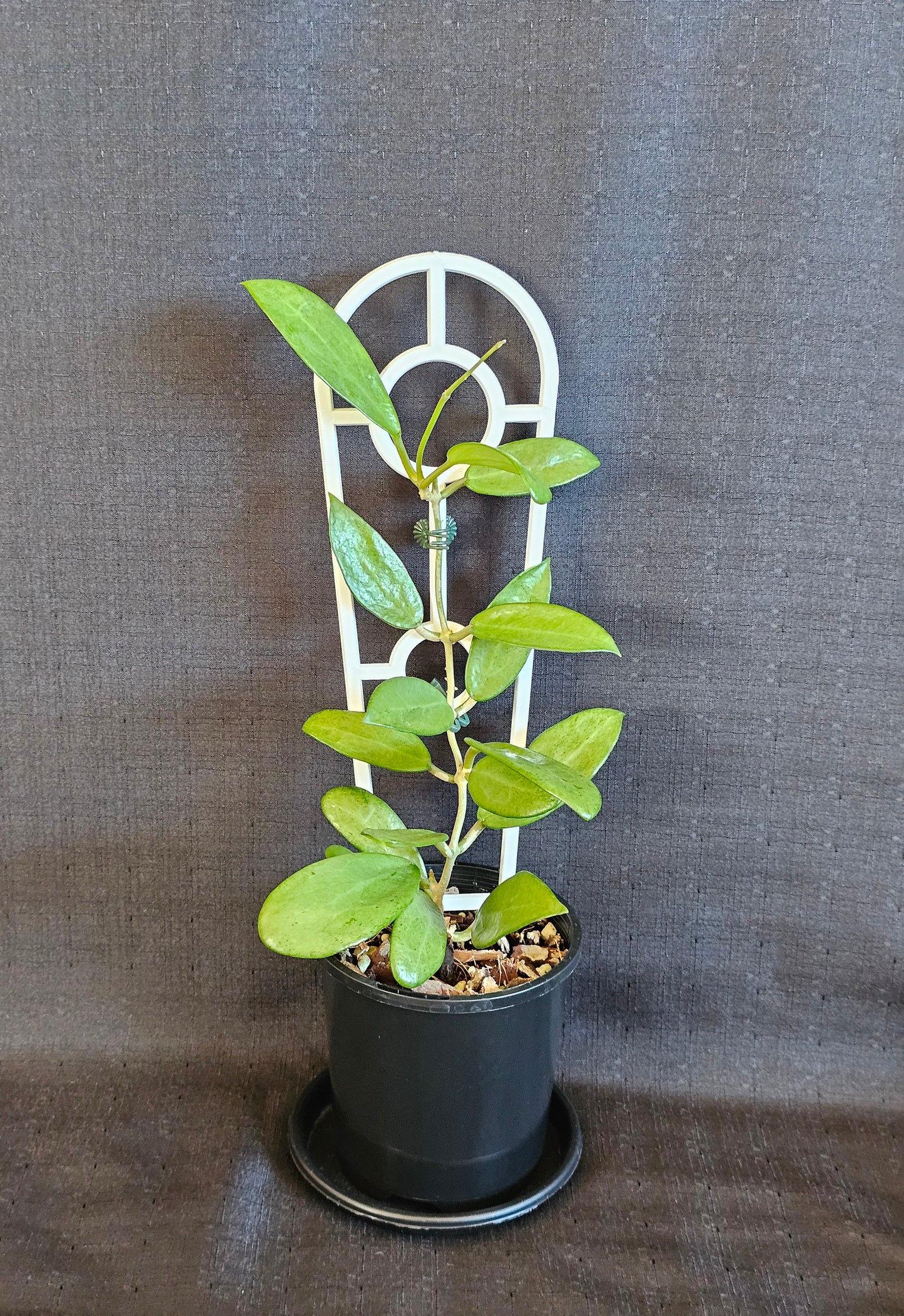Hoya 'Silver Lady'