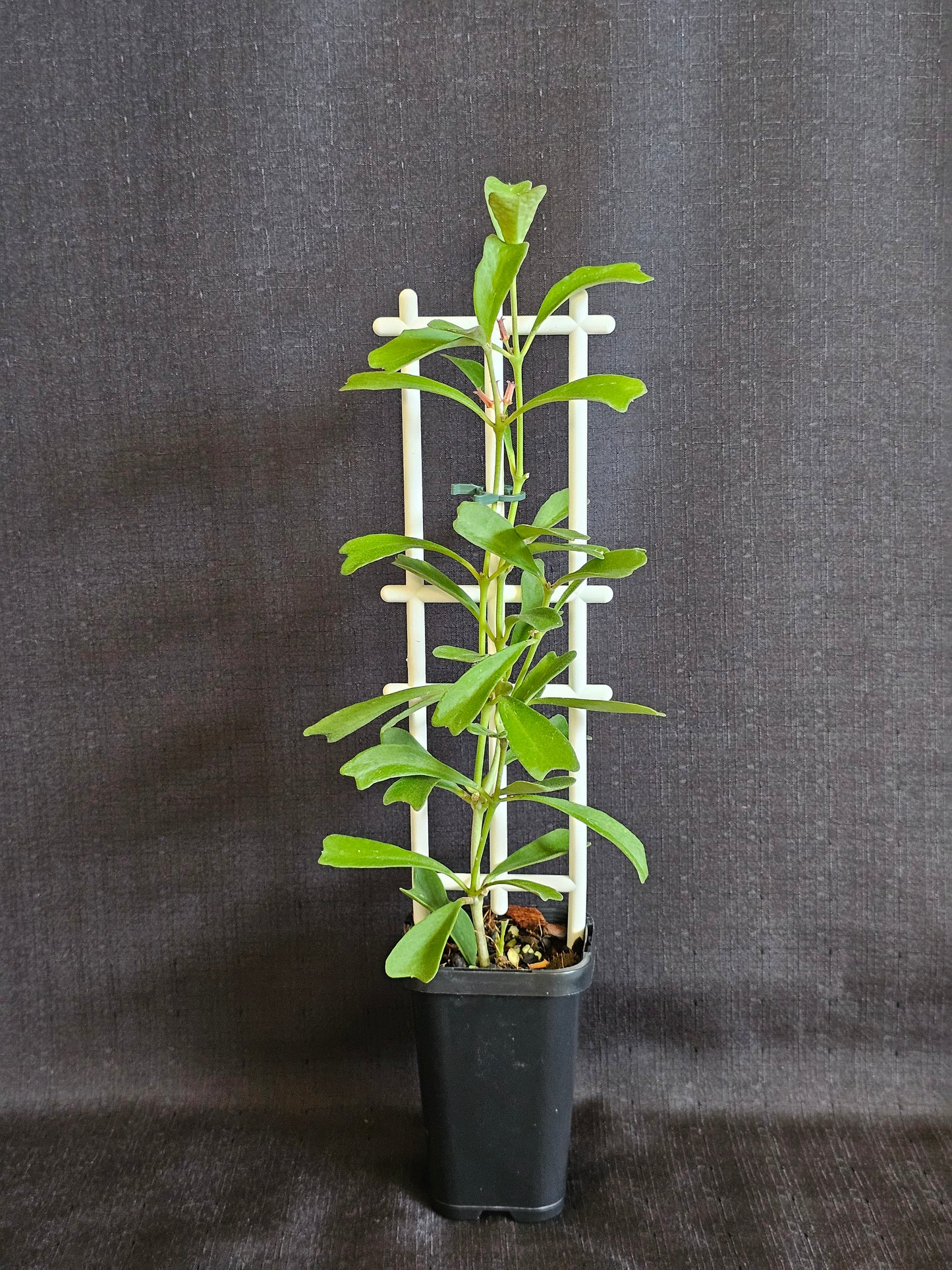 Hoya manipurensis (With Flowers)
