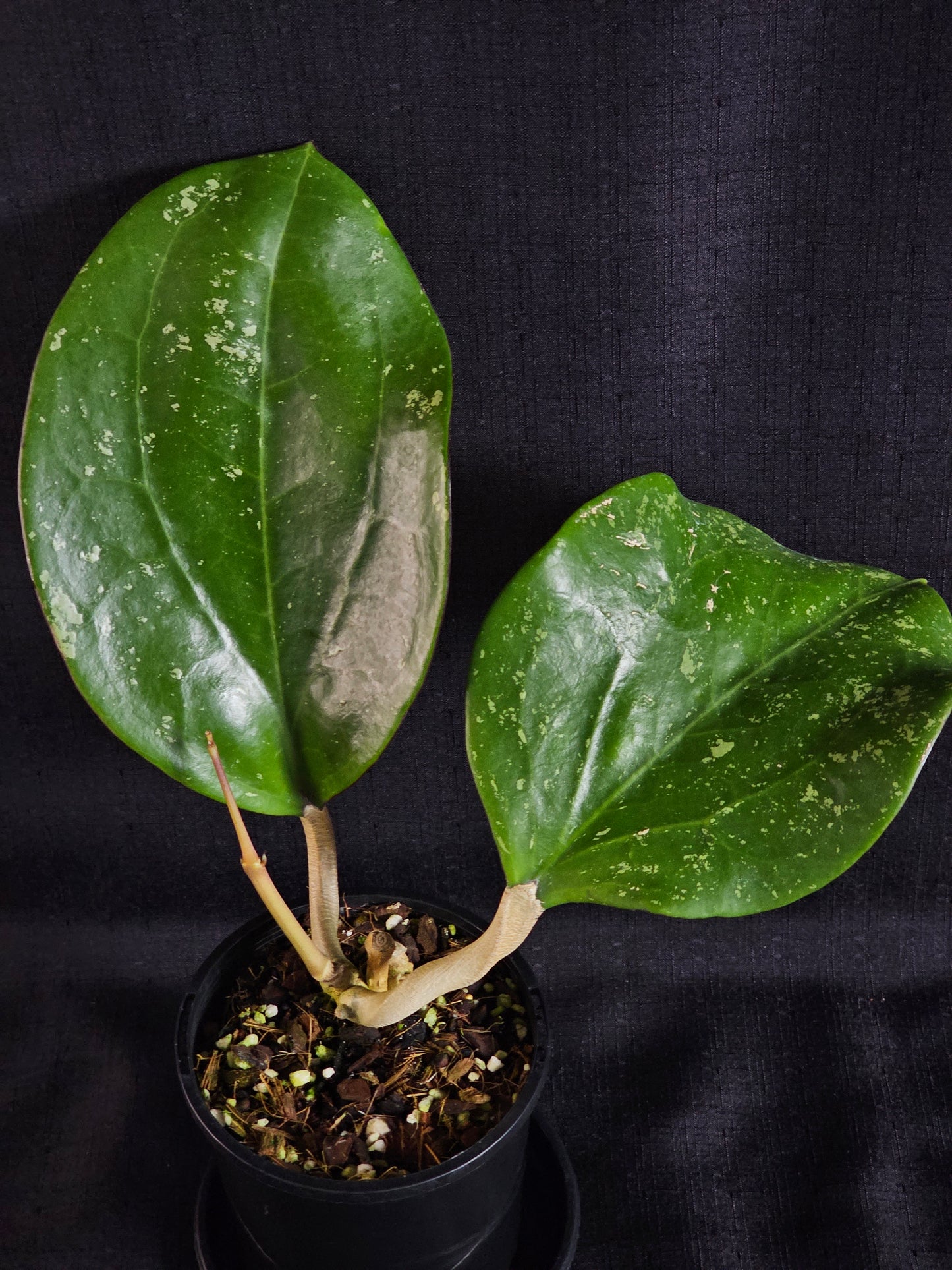 Hoya latifolia 'Dinner Plate'