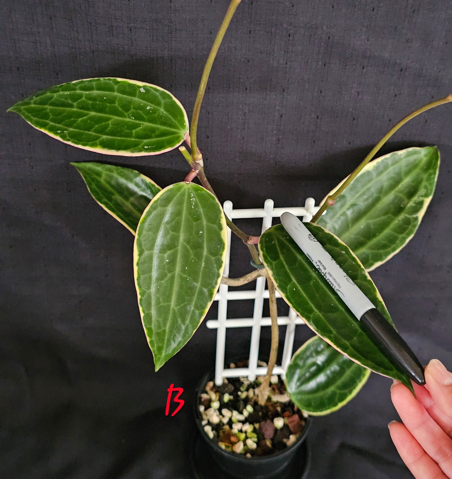 Hoya macrophylla (Latifolia) Albomarginata