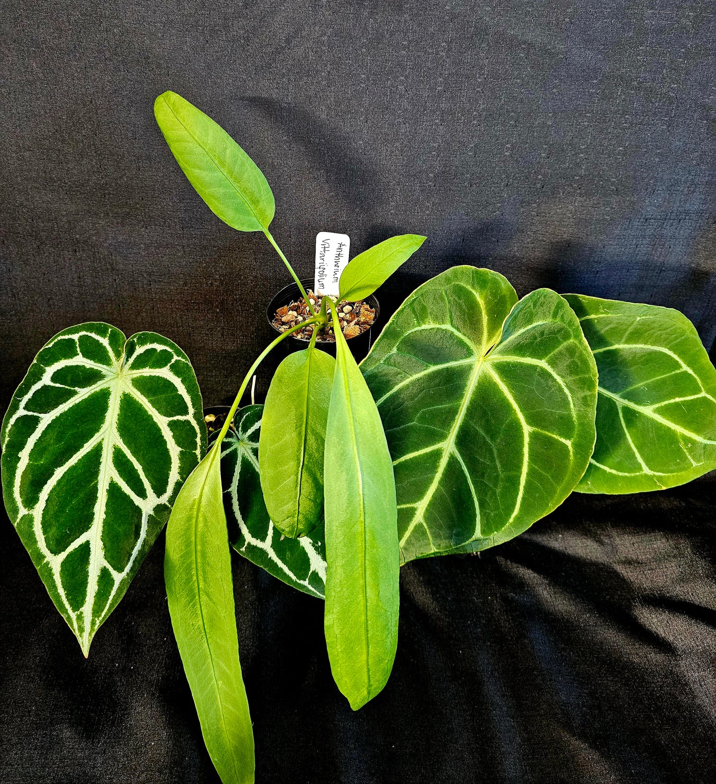 Anthurium Bundle Pack (3 Plants)