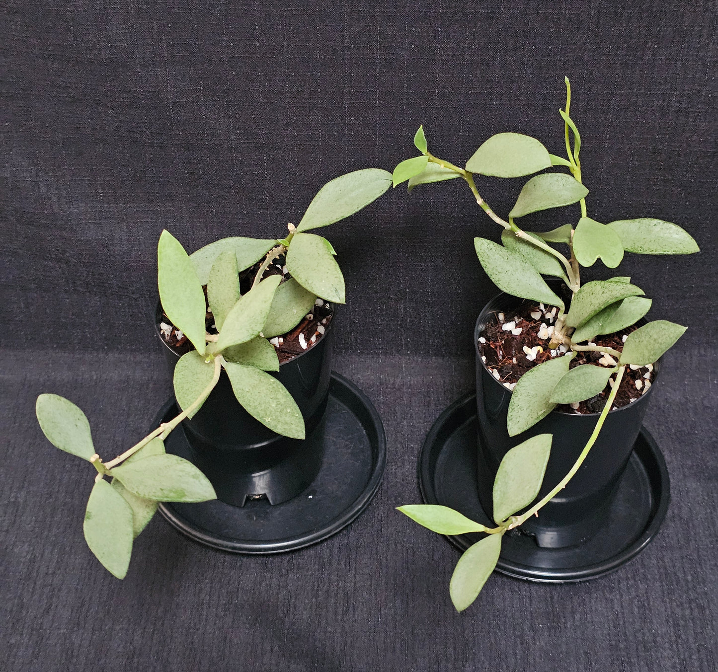 Hoya nummularioides 'Silver'
