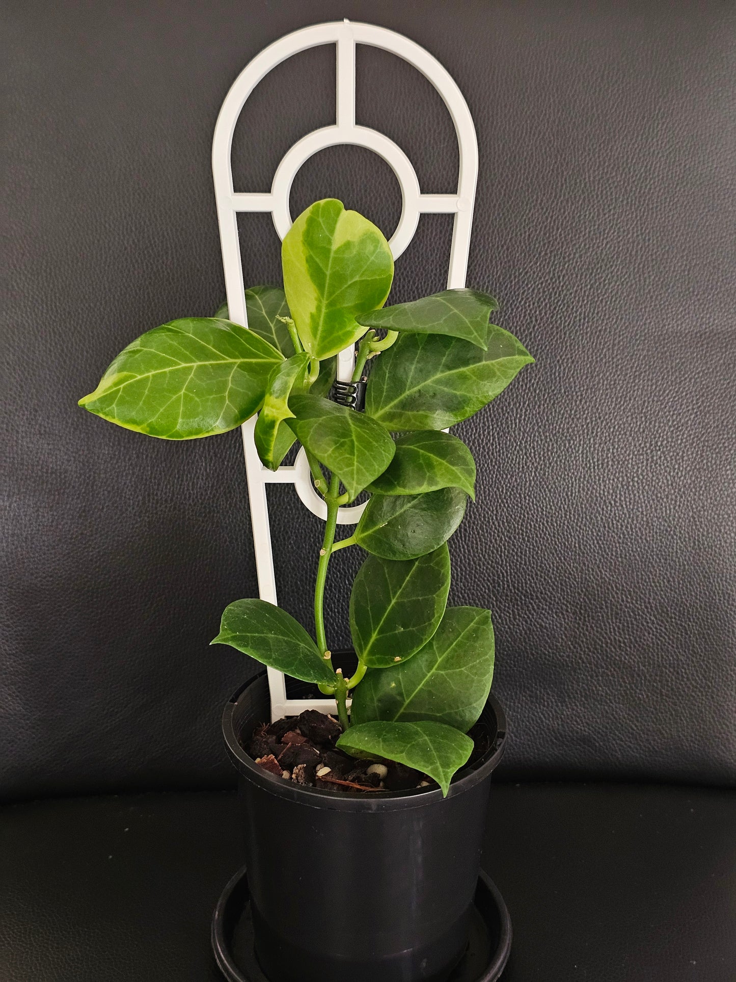 Hoya obscura 'Albomarginata' (Rare)