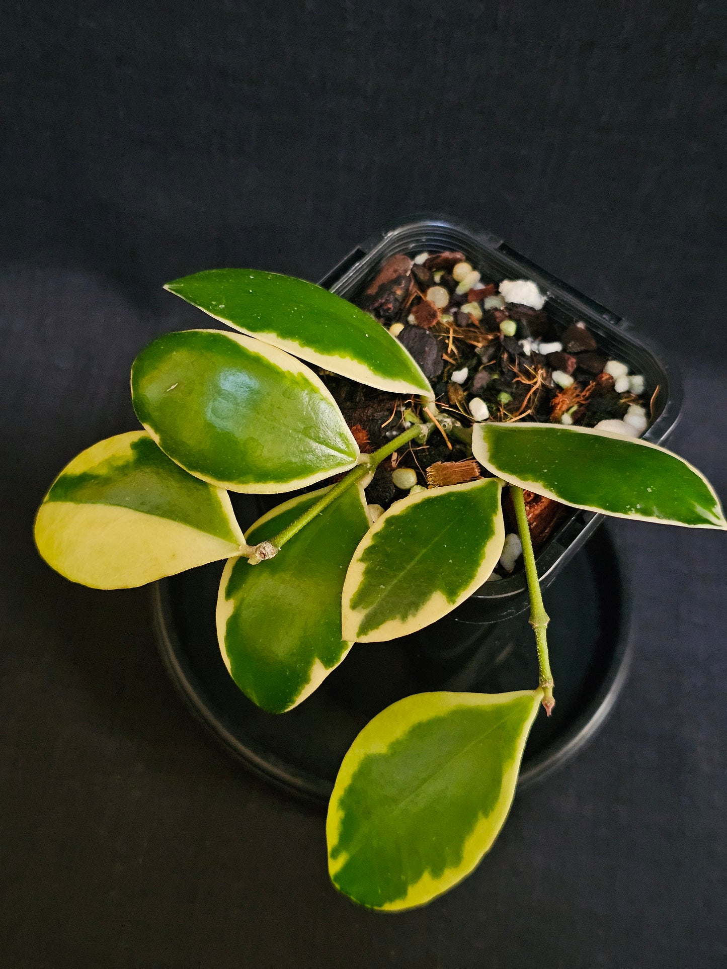 Hoya incurvula 'Albo' Palta