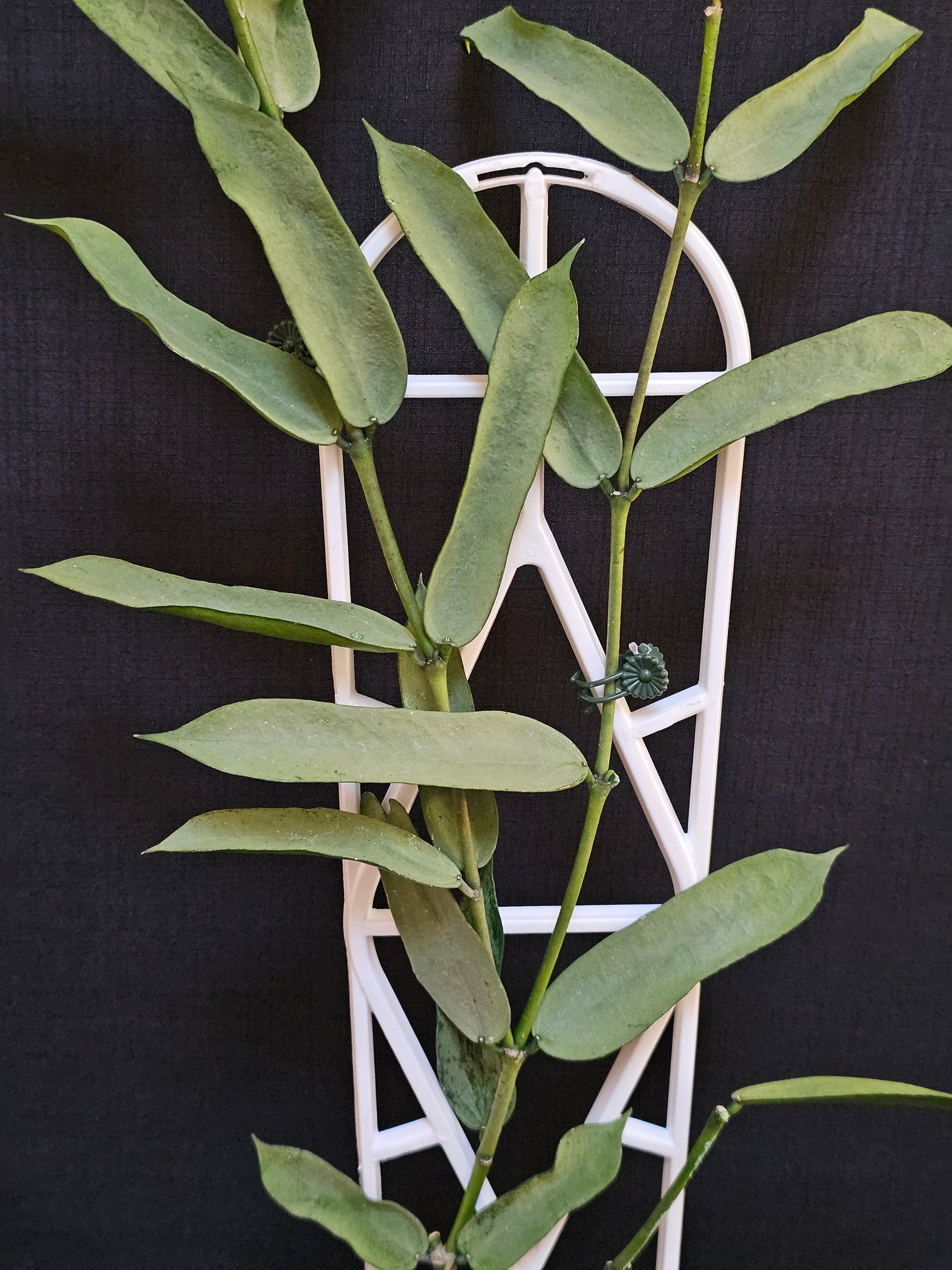 Hoya Pandurata 'Tsiang Silver' #2