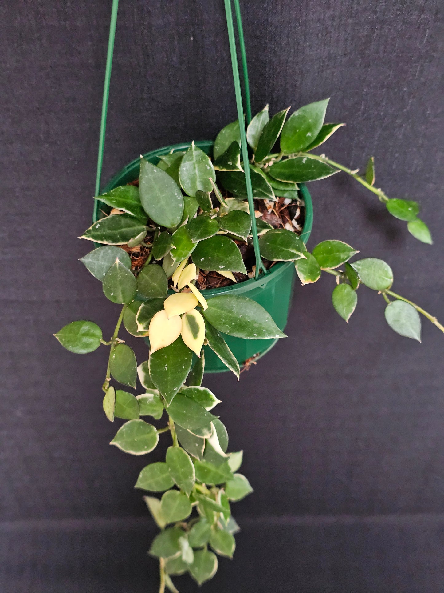 Hoya lacunosa 'Asami' (Basket) #1
