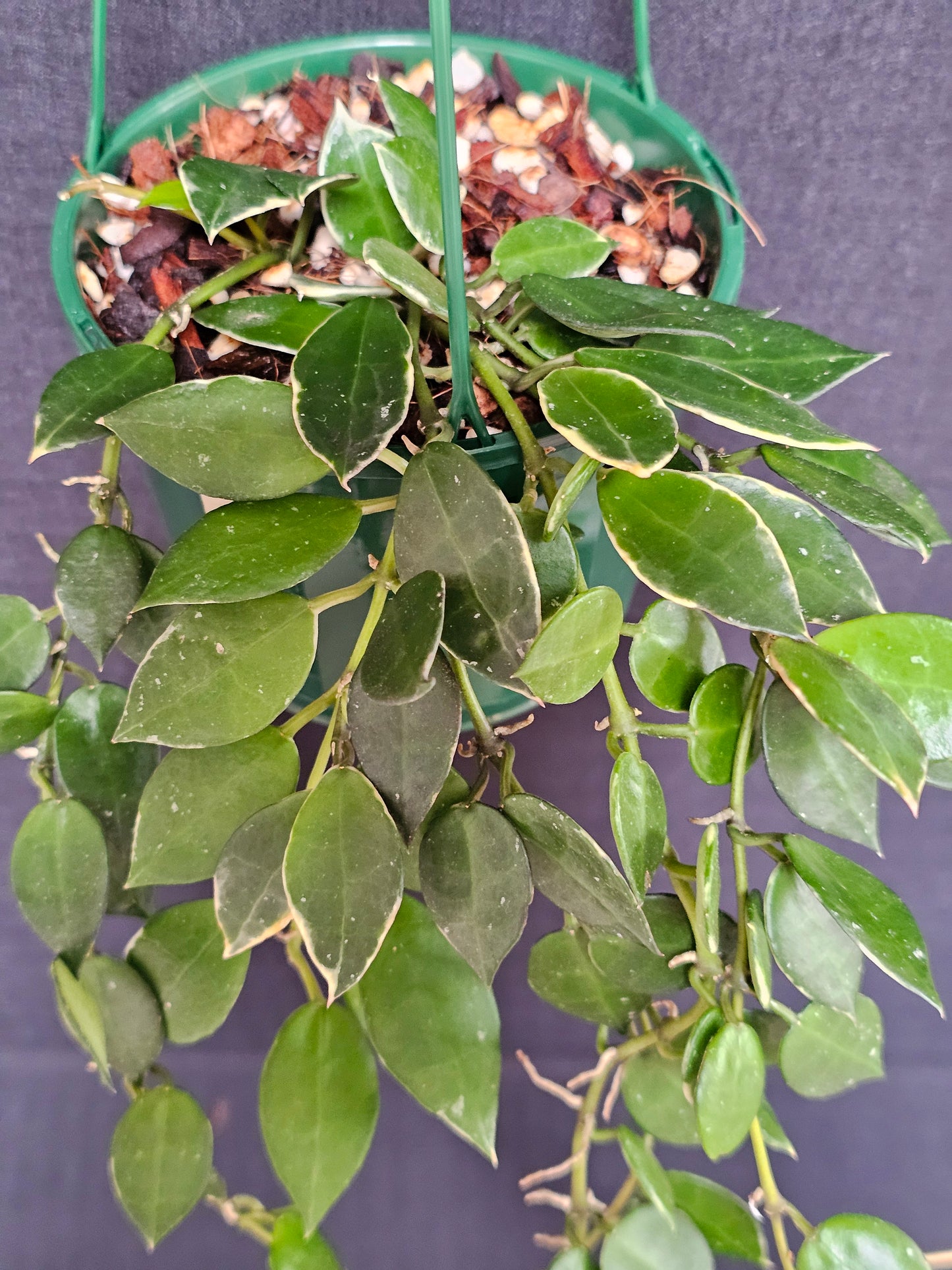 Hoya lacunosa 'Asami' (Basket) #2
