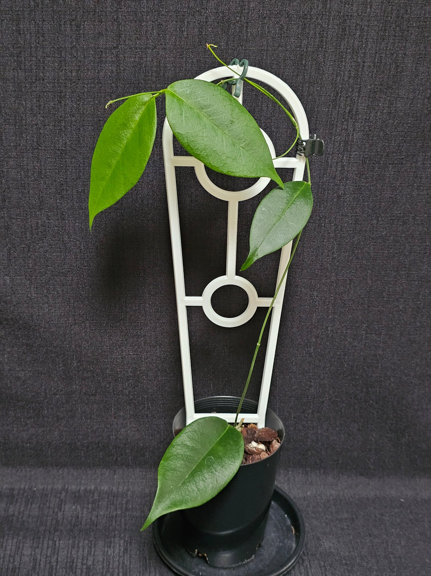 Hoya wallichii ssp. Tenebrosa