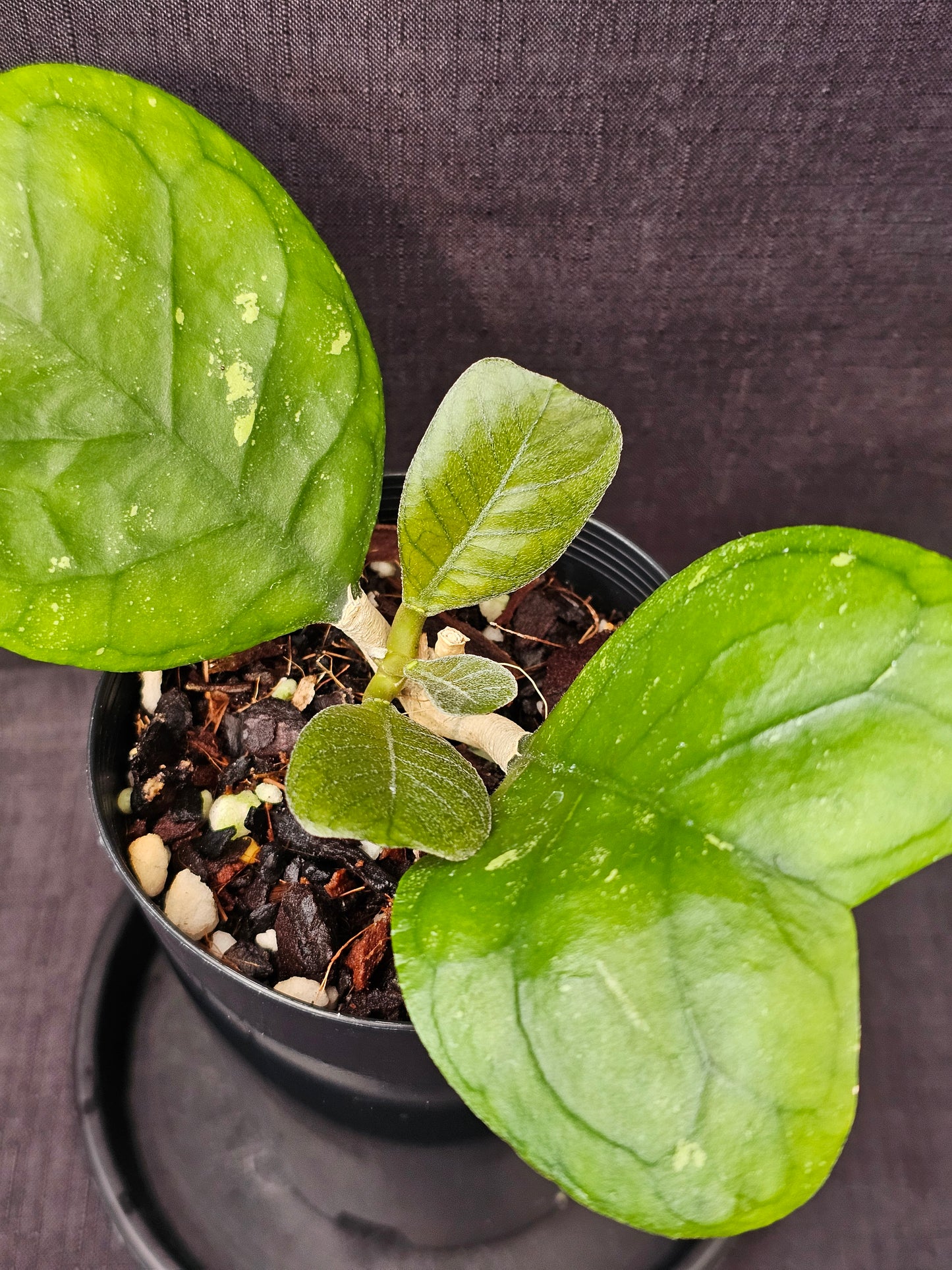 Hoya deykeae