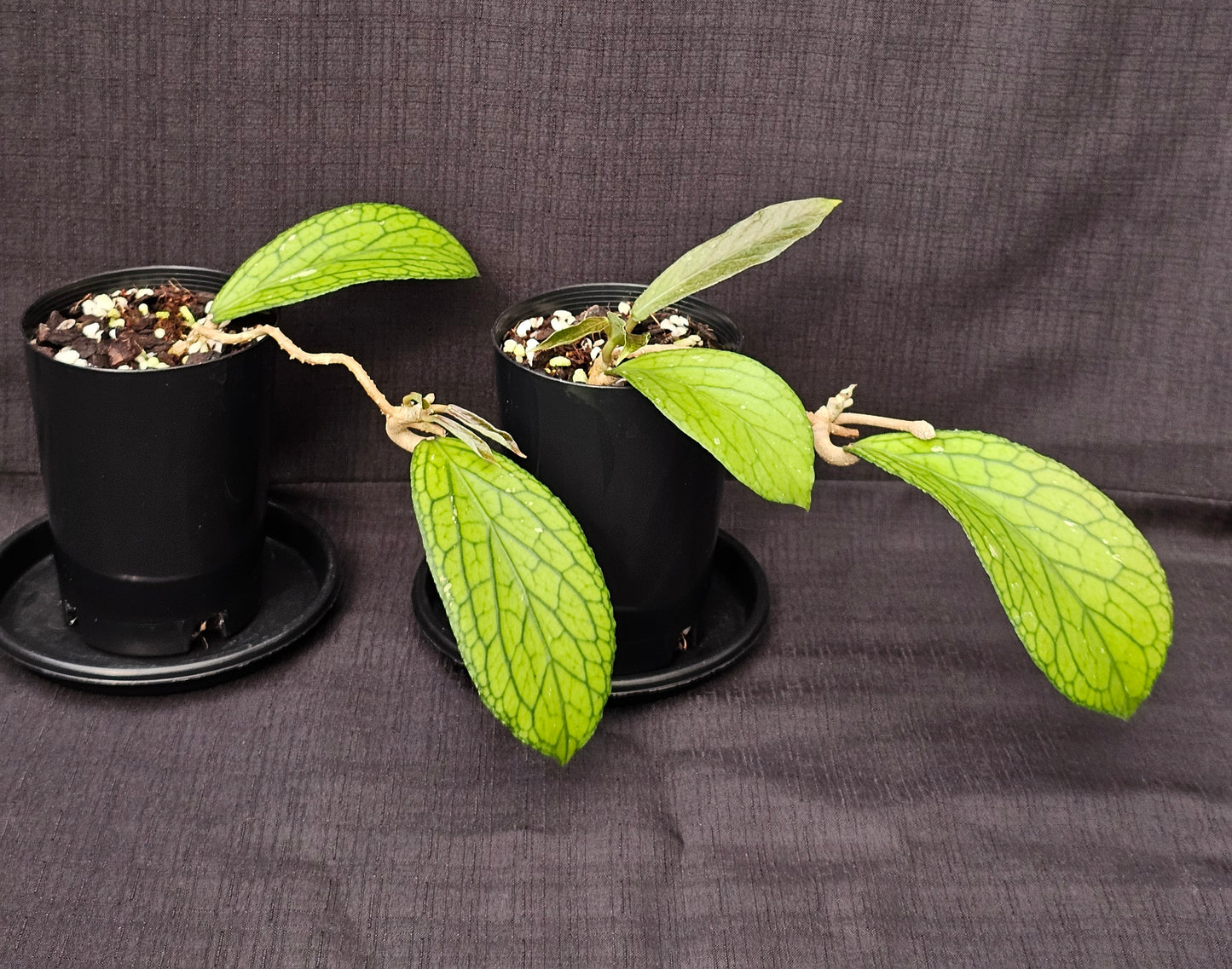 Hoya Sp. Tanggamus