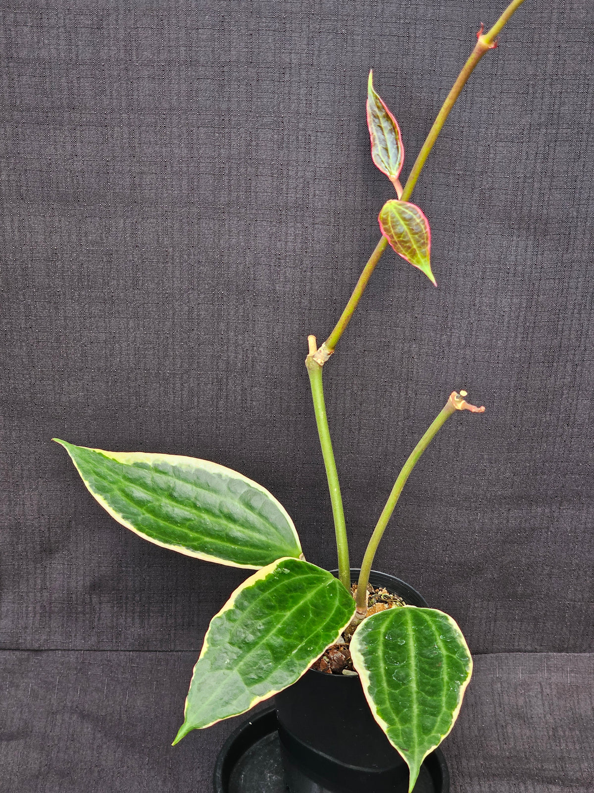 Hoya macrophylla (Latifolia) Albomarginata