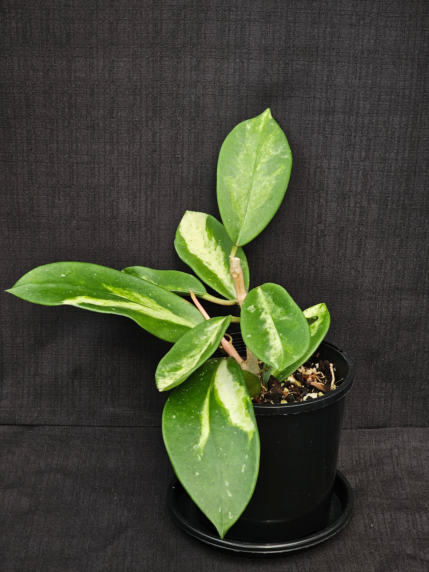 Hoya diversifolia 'Inner Variegated'