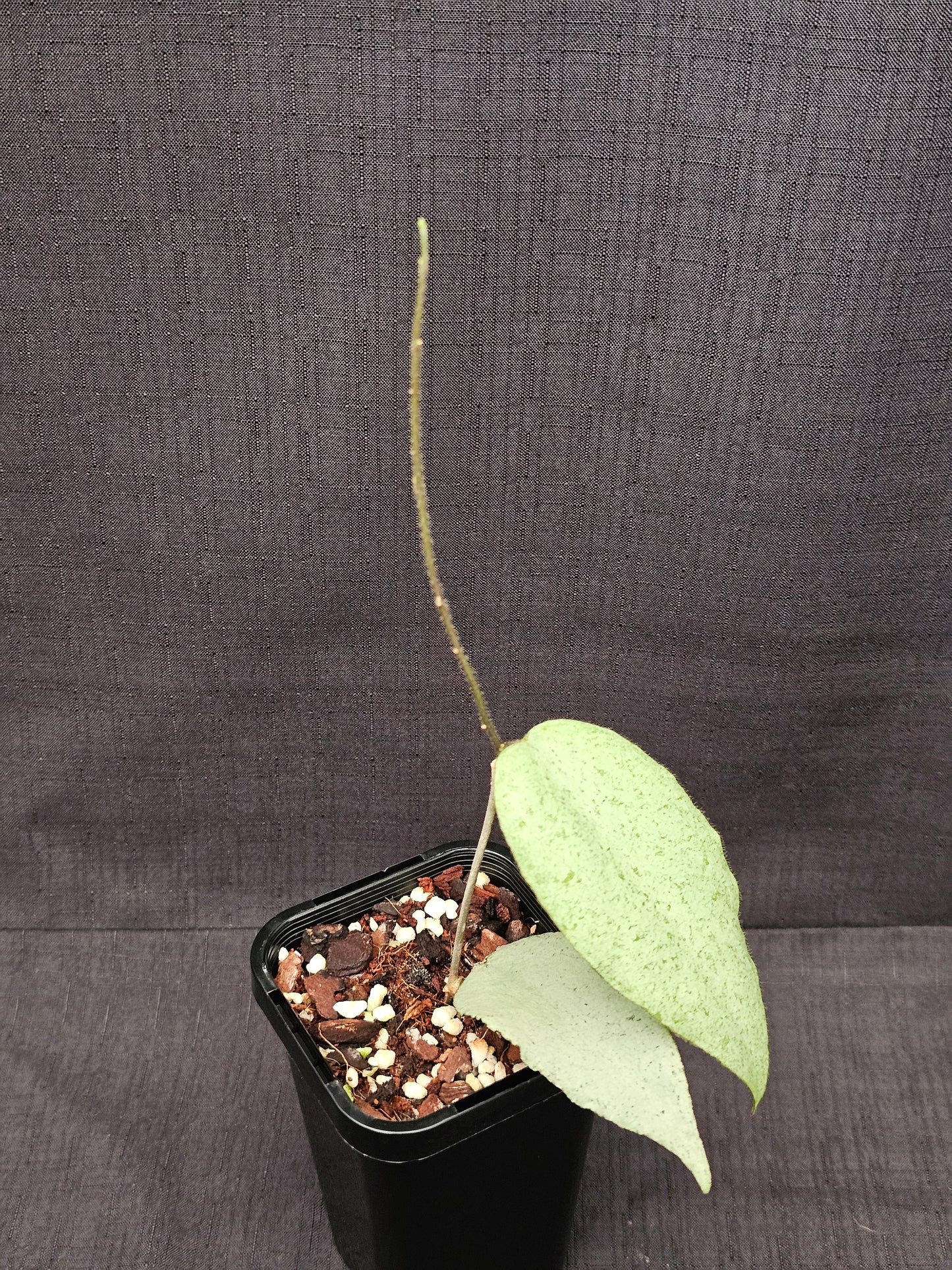 Hoya caudata 'Argene' (Full Silver)