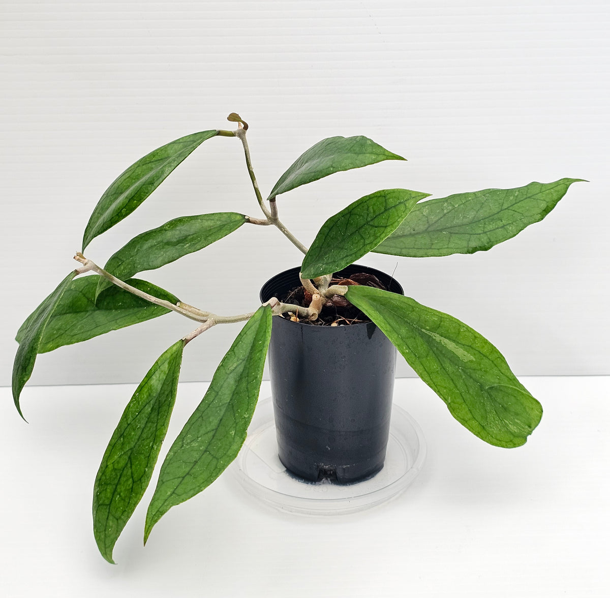 Hoya Finlaysonii