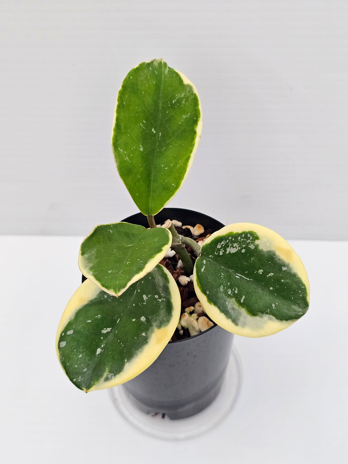 Hoya obovata Albomarginata (Amelia)