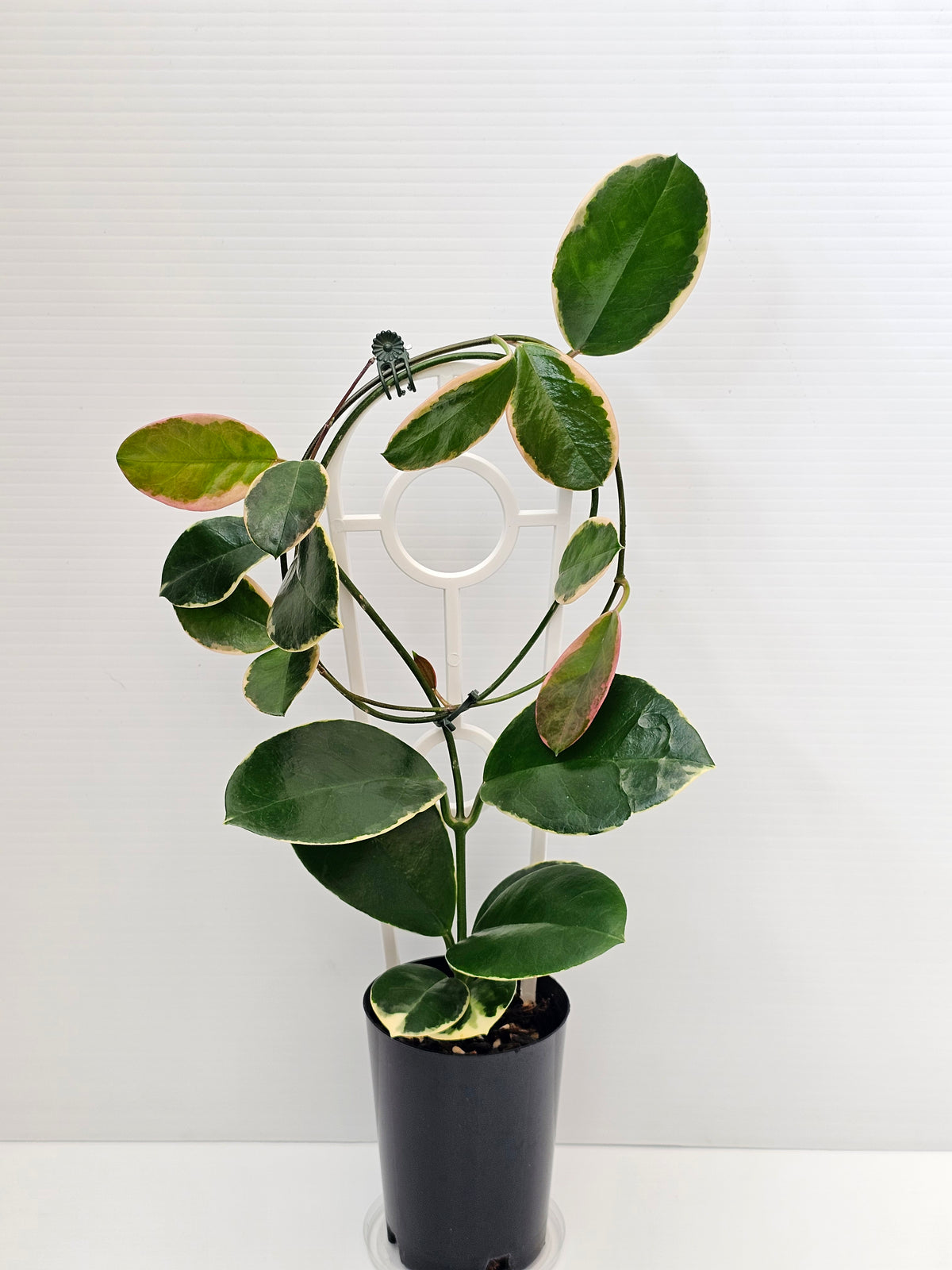 Hoya australis 'Blondie' or Outer Variegated #2
