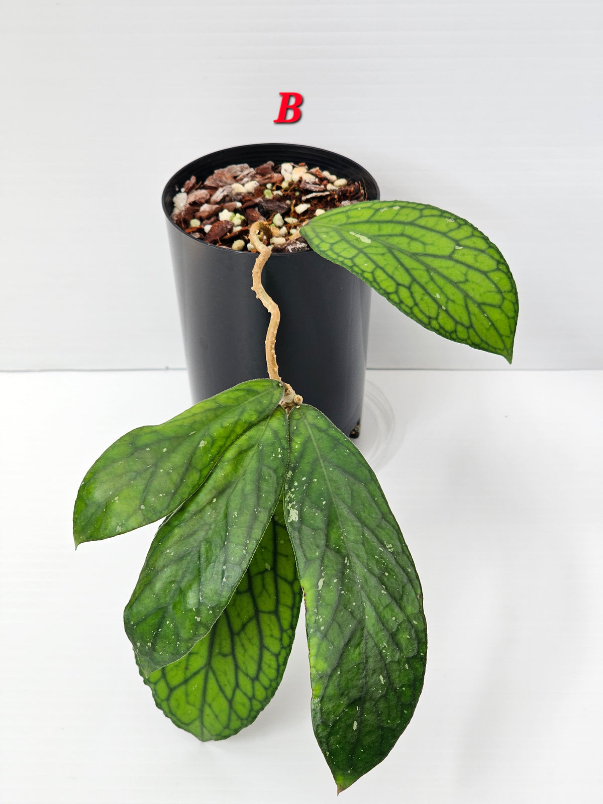 Hoya Sp. Tanggamus