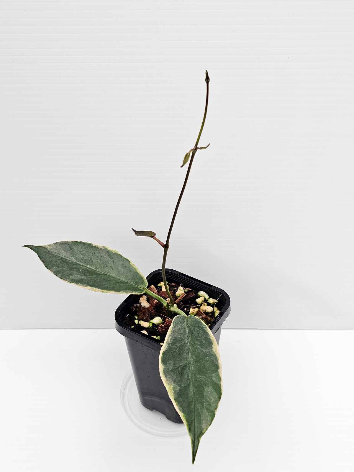 Hoya archboldiana Variegated