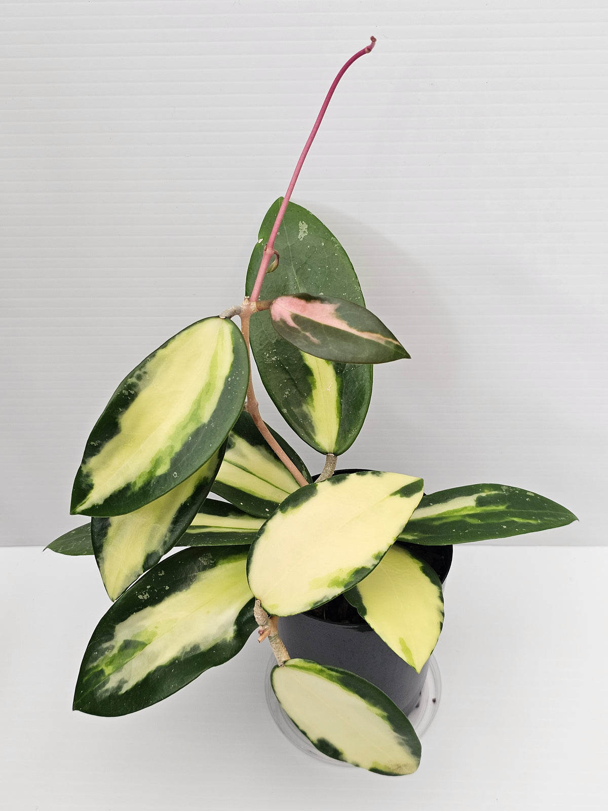 Hoya verticillata Variegata (Syn. Acuta Variegata)