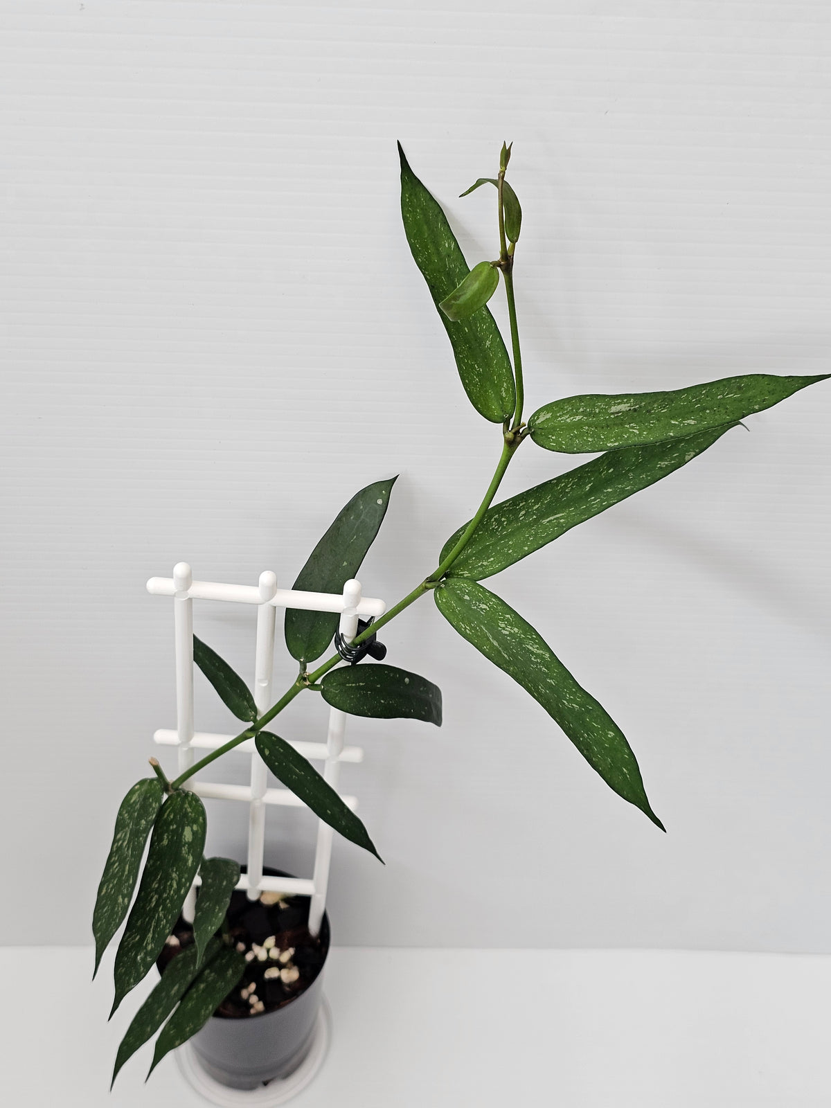 Hoya Pandurata 'Splash'