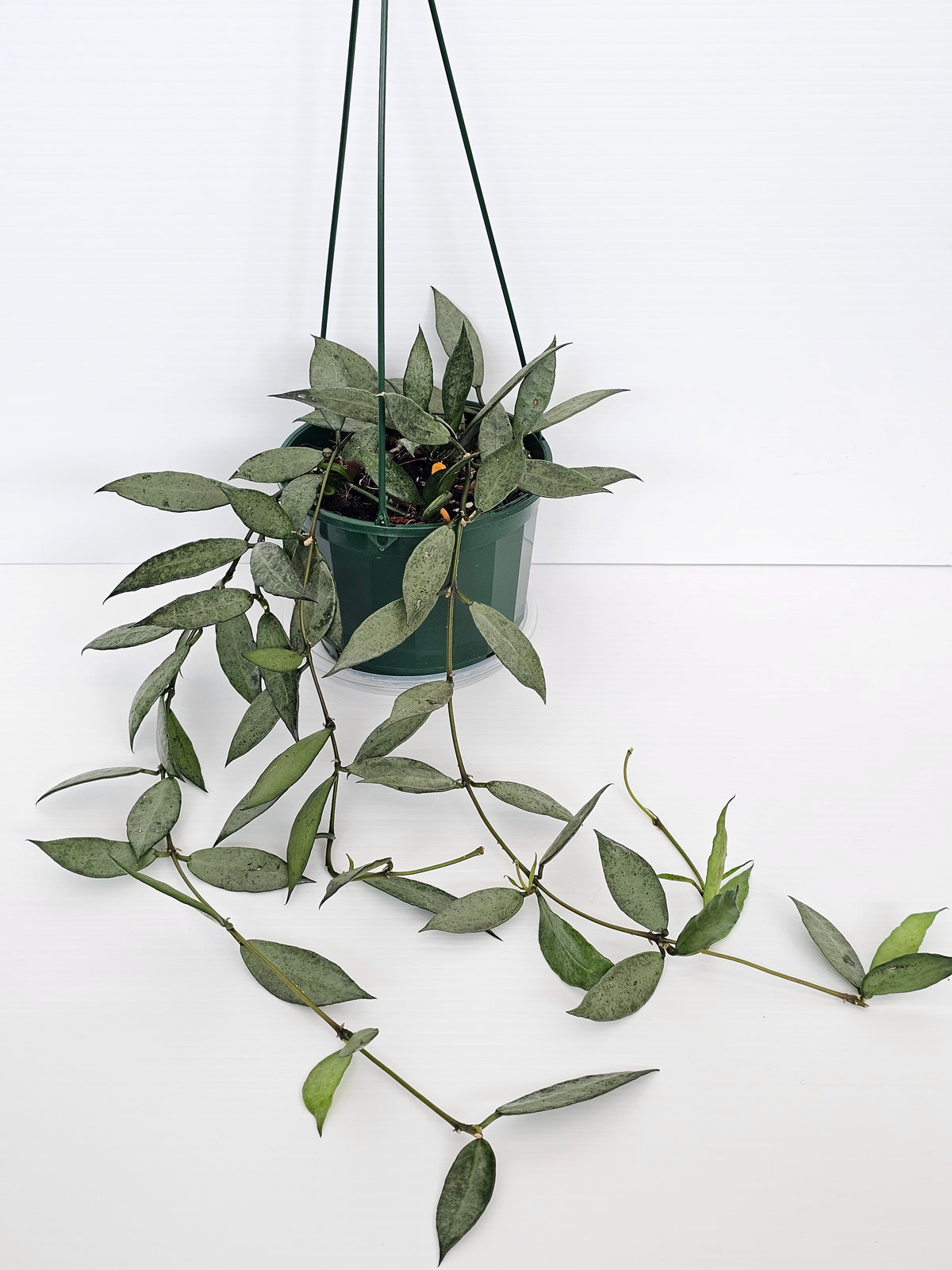 Hoya lacunosa 'Louisa's Silver' Baskets