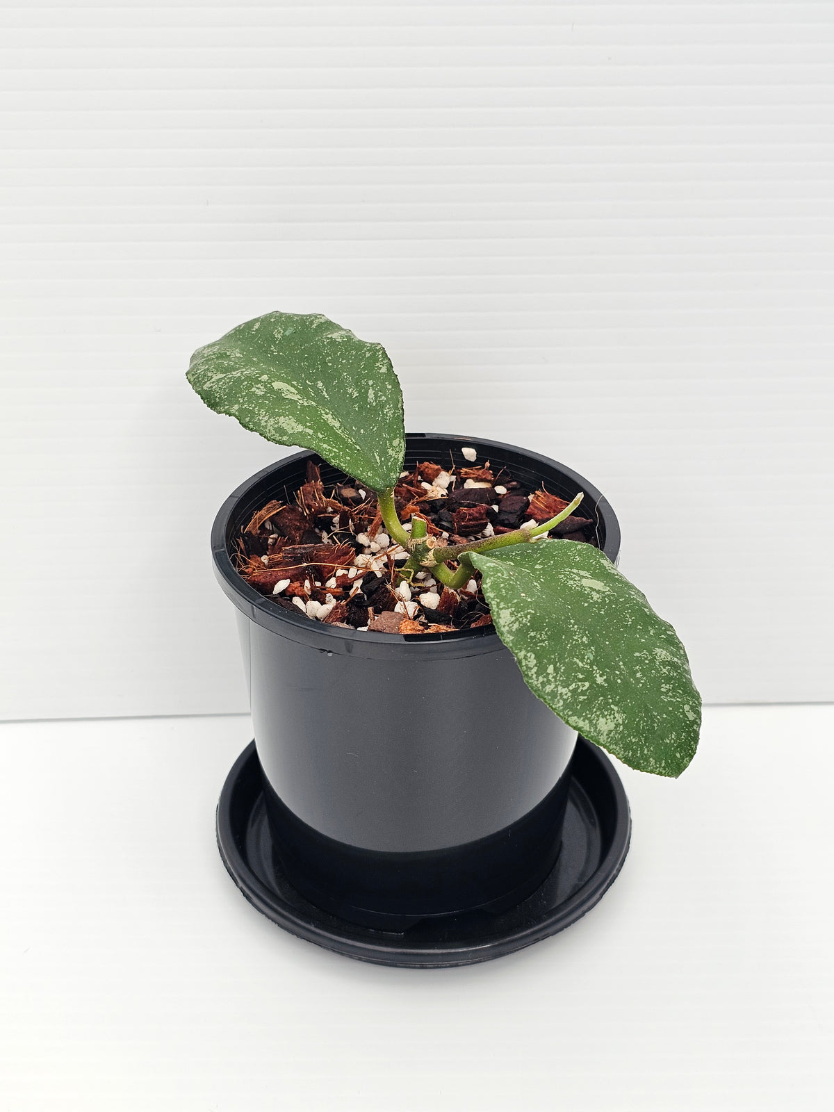 Hoya waymaniae 'Cloudy Sky'