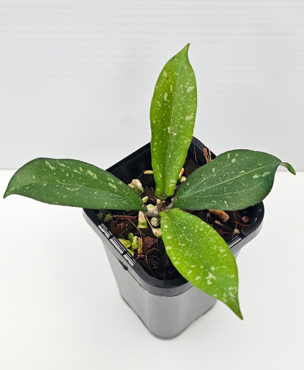 Hoya erythrina ' Silver Splash'