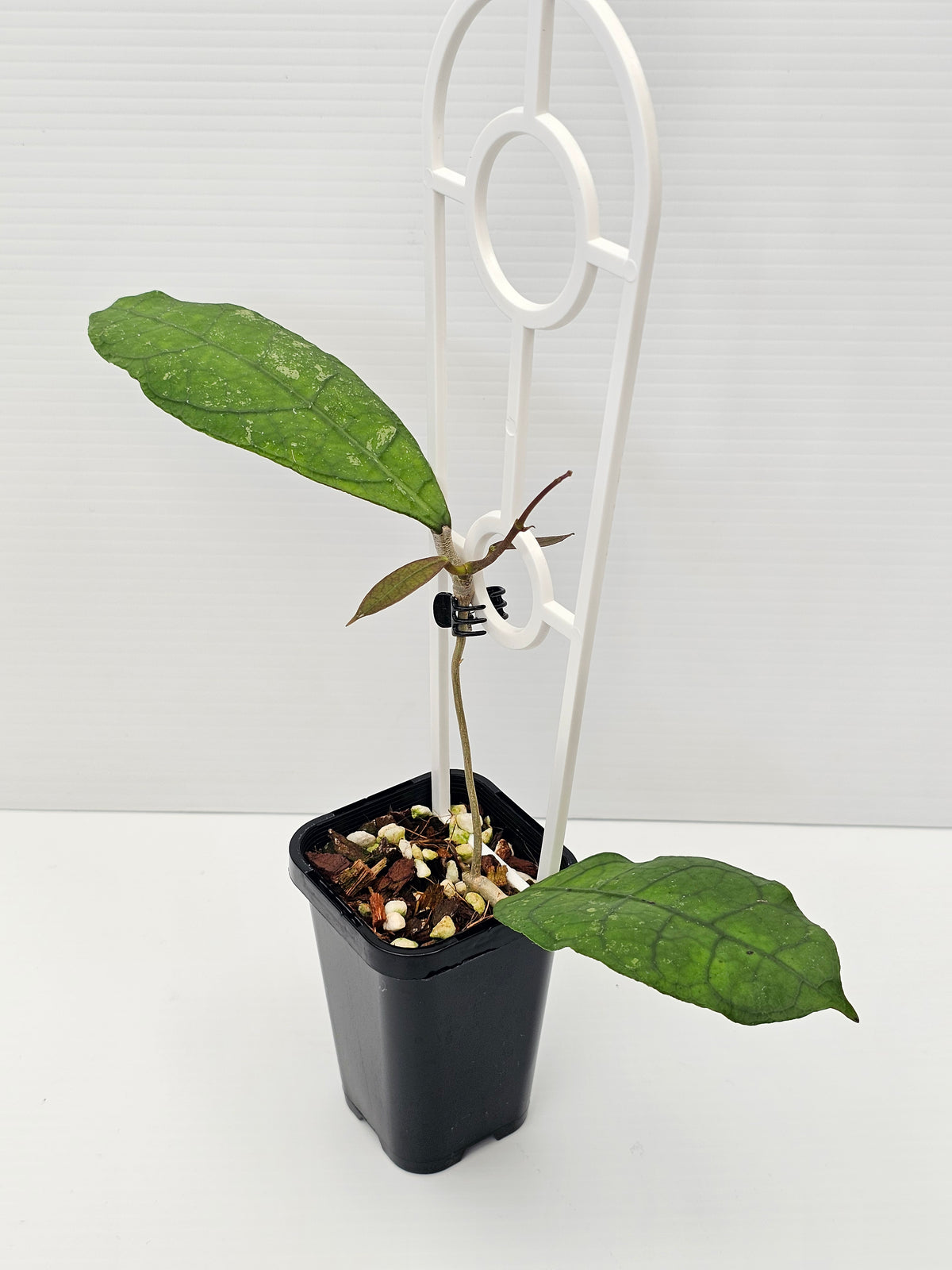 Hoya peninsularis