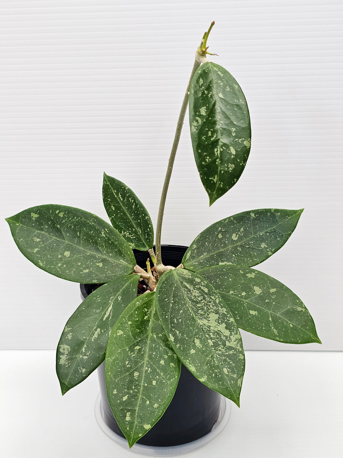 Hoya sp. Para Splash