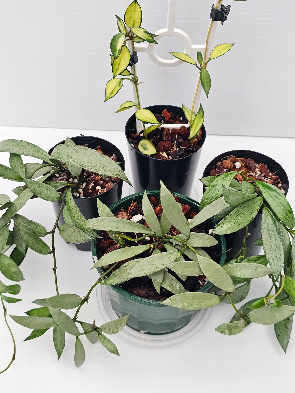 Hoya Lacunosa Bundle Pack