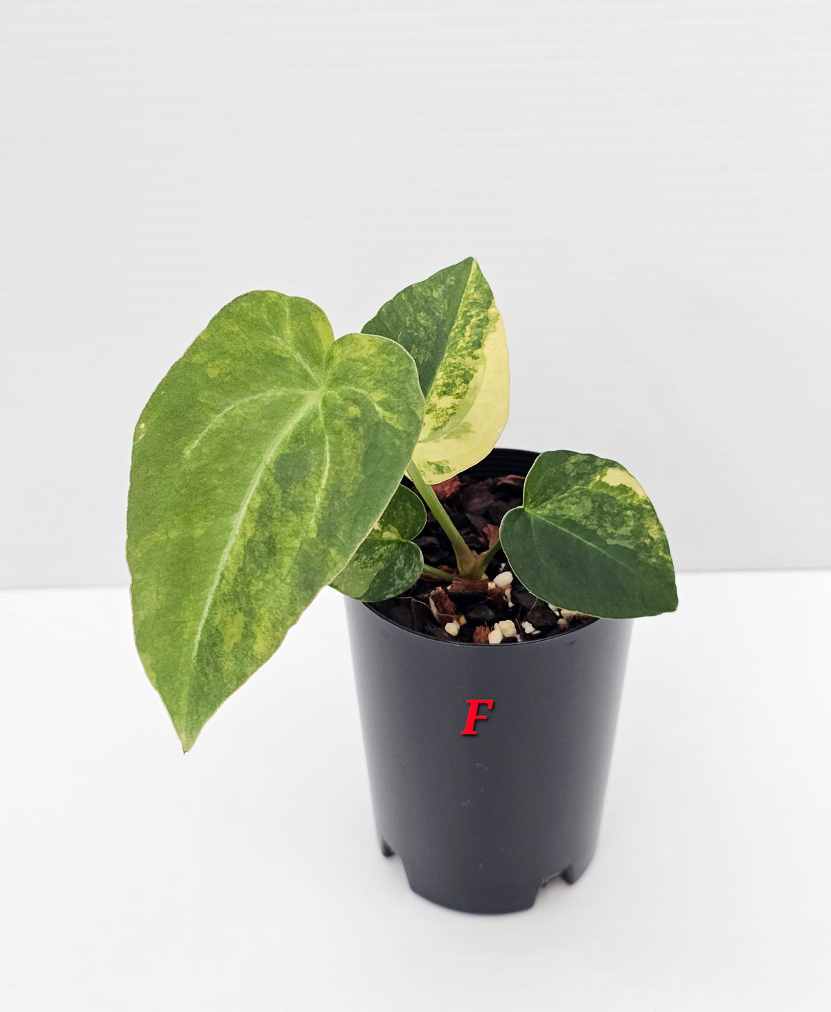 🪴💫 Anthurium forgetii Variegated x DC Hybrid 💫🪴