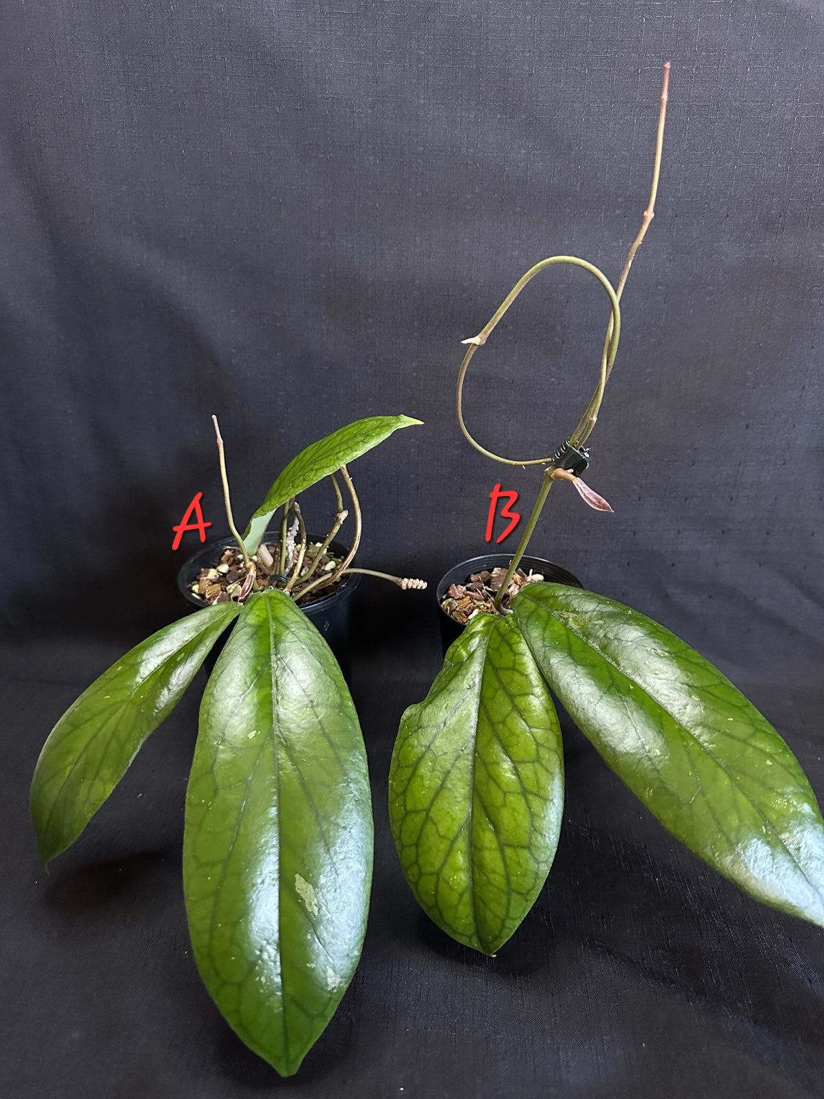 Hoya vitellinoides