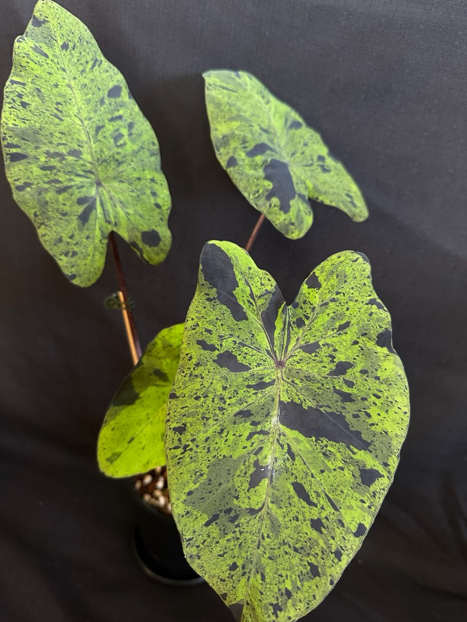 Alocasia & Colocasia Bundle Pack