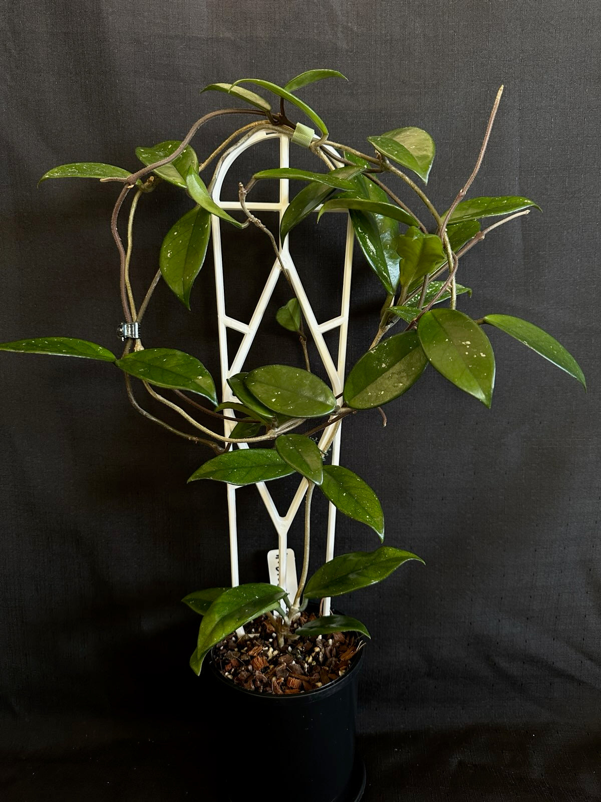Hoya crassifolia 'China'