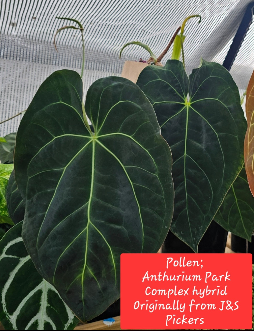 Variegated Anthurium forgetii x DC hybrid