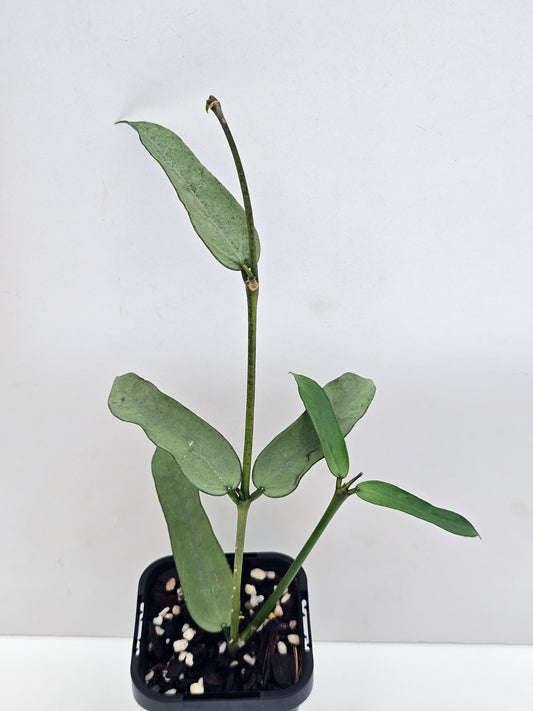 Hoya Pandurata 'Tsiang Silver' #2