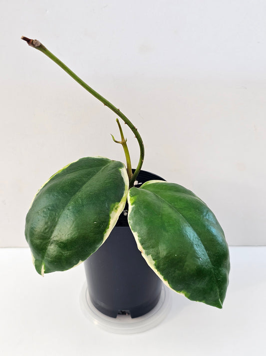 Hoya incrassata Albomarginata (Eclipse)