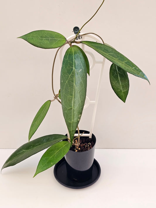 Hoya amoena